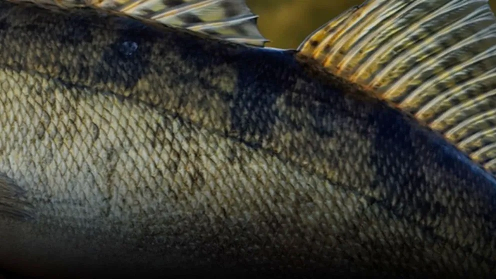 pesca tv